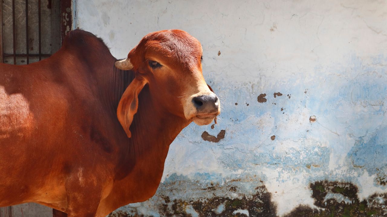 Indigenous Cows: डेयरी बिजनेस में नुकसान का डर खत्म, इन देसी नस्ल की गायों से होगी पक्की कमाई!