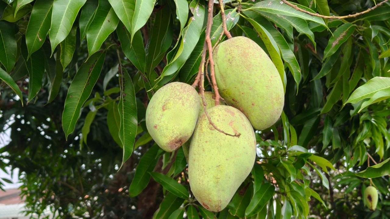 1 लाख रुपये किलो बिकने वाला लाल आम, छत पर लगाकर भी कमा सकते हैं लाखों रुपये!