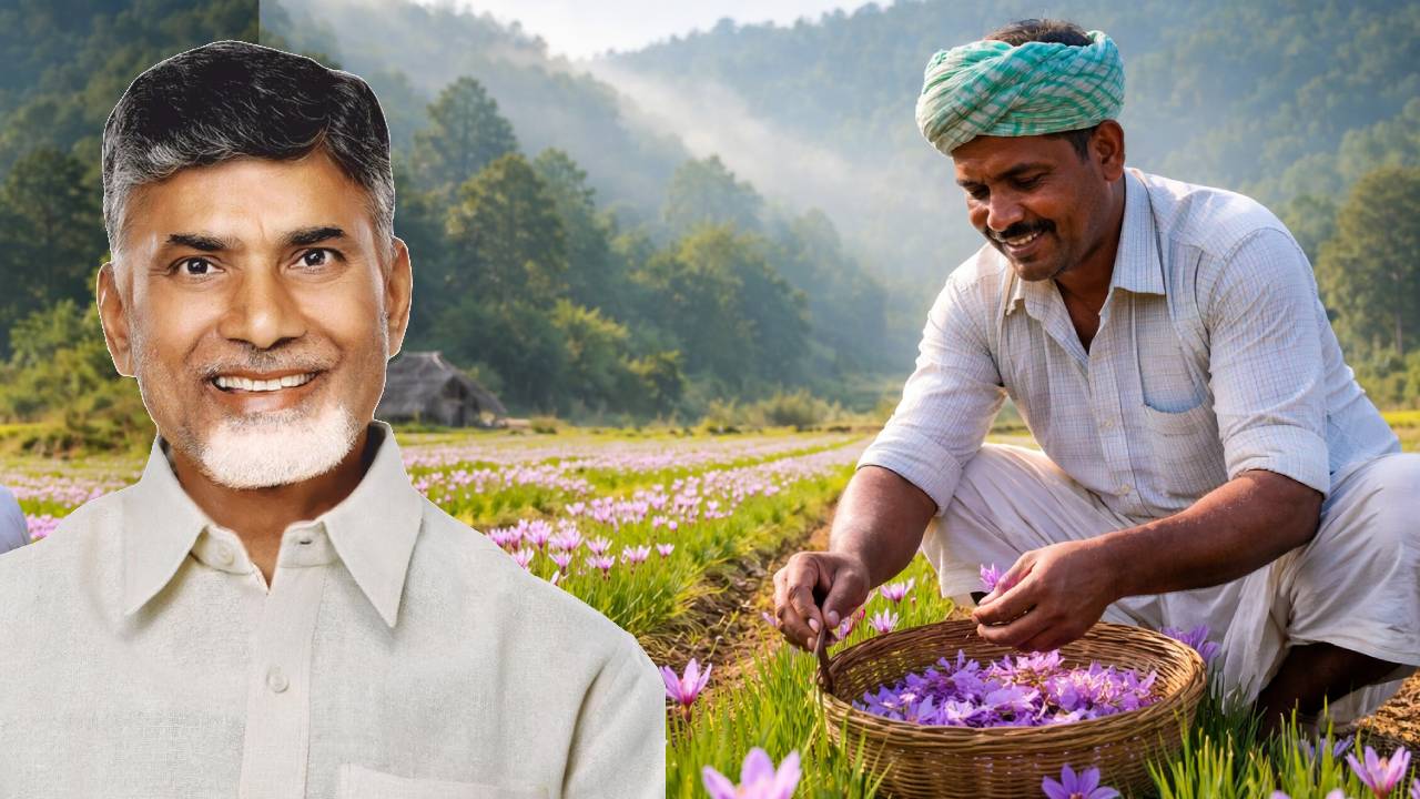 आंध्र सरकार का ऐलान: लांबासिंगी में शुरू होगी बड़े स्तर पर केसर की खेती, किसानों को मिलेगा नया अवसर
