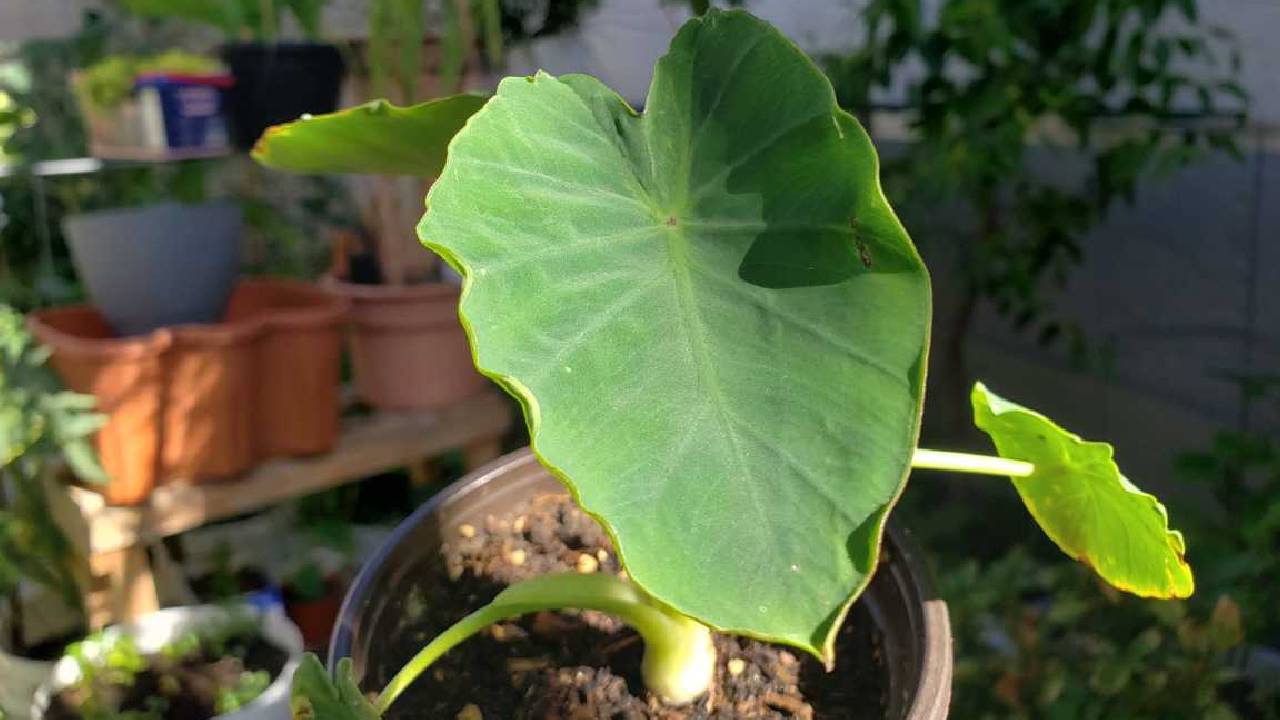 घर की छत या बालकनी में उगाएं अरबी, जानिए कितनी धूप और कितना पानी है जरूरी