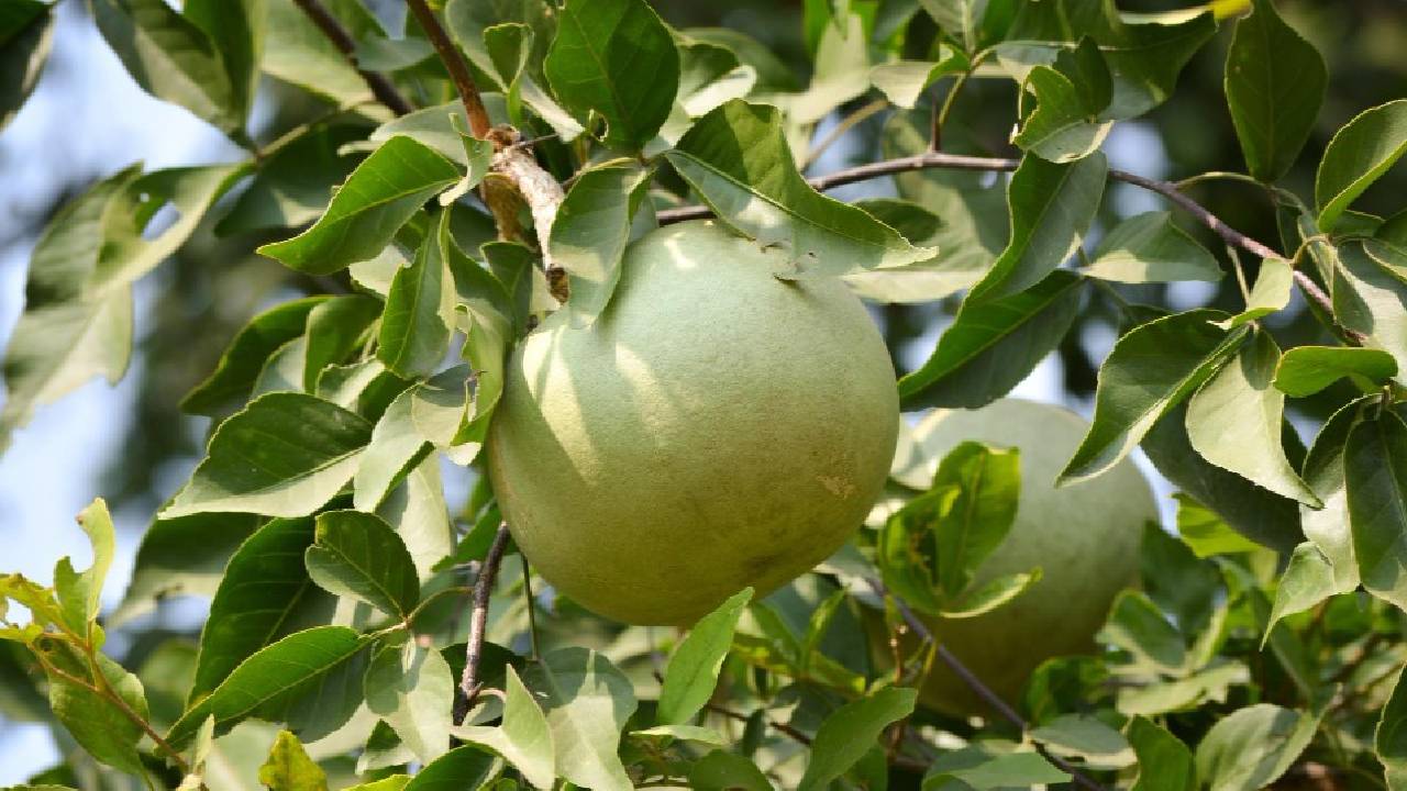 न पानी की चिंता, न खर्च ज्यादा… बंजर जमीन में इस फल की खेती से होगी छप्परफाड़ कमाई