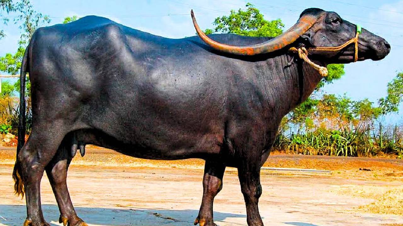 गर्मी, चारे की कमी और बीमारी में भी नहीं देती धोखा, पंढरपुरी भैंस की खासियत जानकर आप भी करेंगे पालन