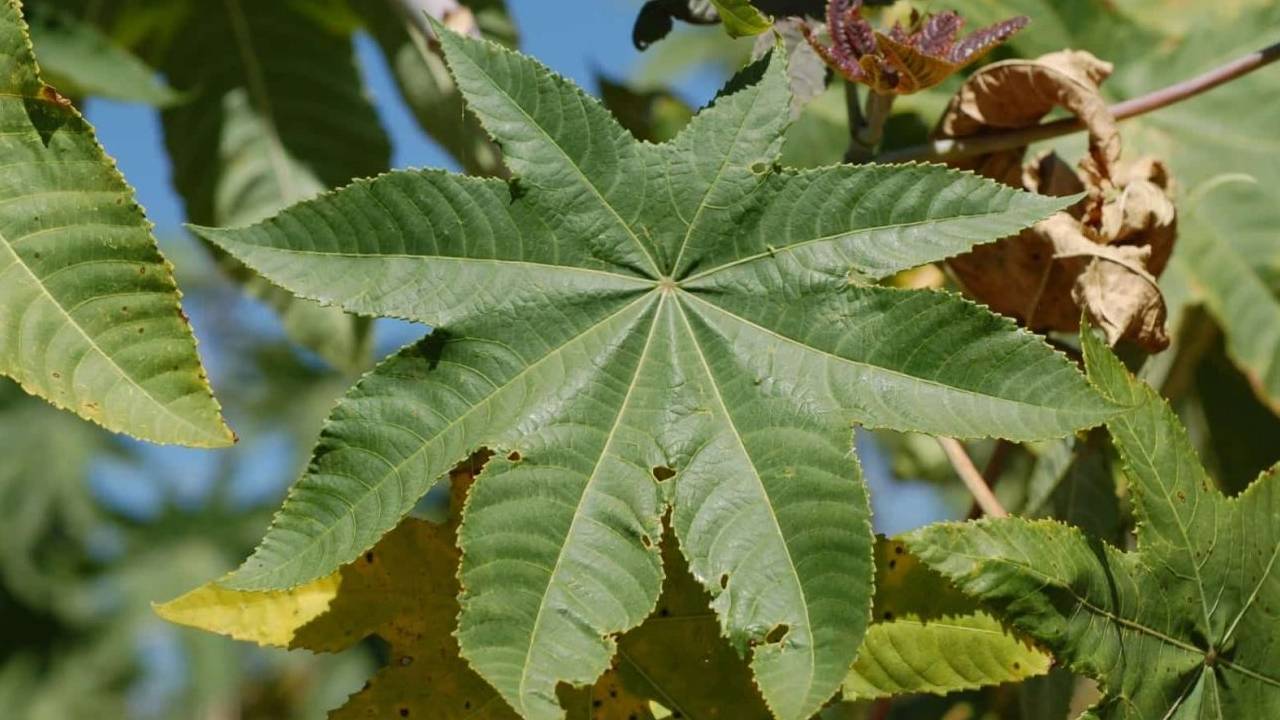 किसानों के लिए वरदान अरंडी के पत्ते, कम खर्च में मिट्टी बने उपजाऊ और कीटों से मिले पूरी सुरक्षा किसानों के लिए वरदान अरंडी के पत्ते, कम खर्च में मिट्टी बने उपजाऊ और कीटों से मिले पूरी सुरक्षा