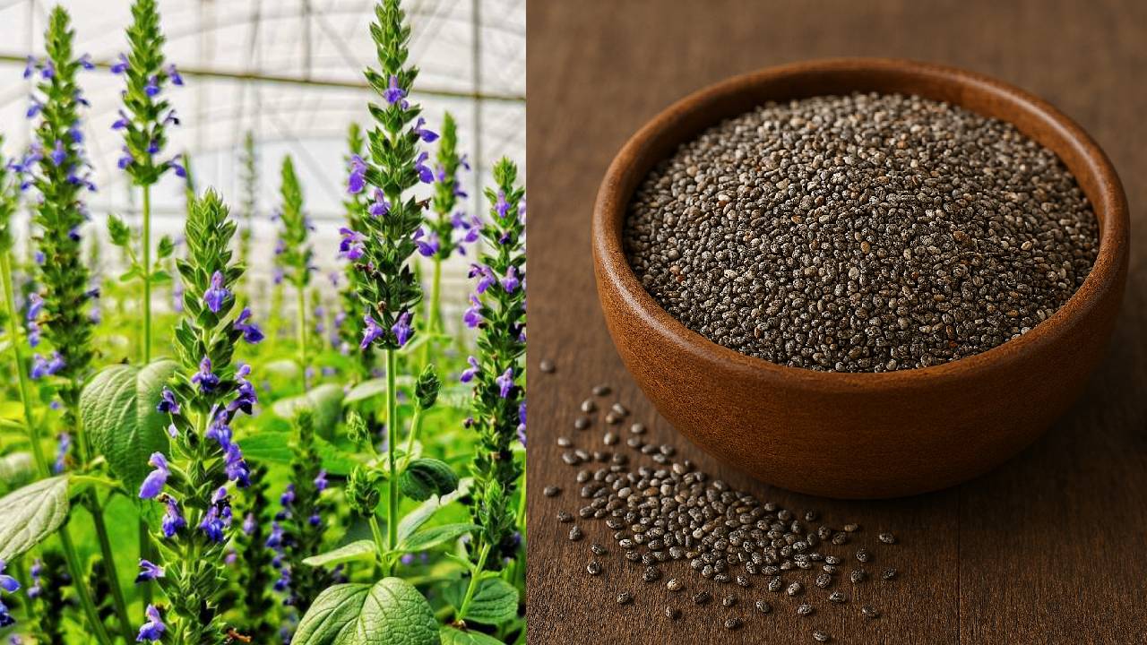कम पानी, कम बीज और ज्यादा कमाई-क्या है चिया सीड्स की खेती का राज?