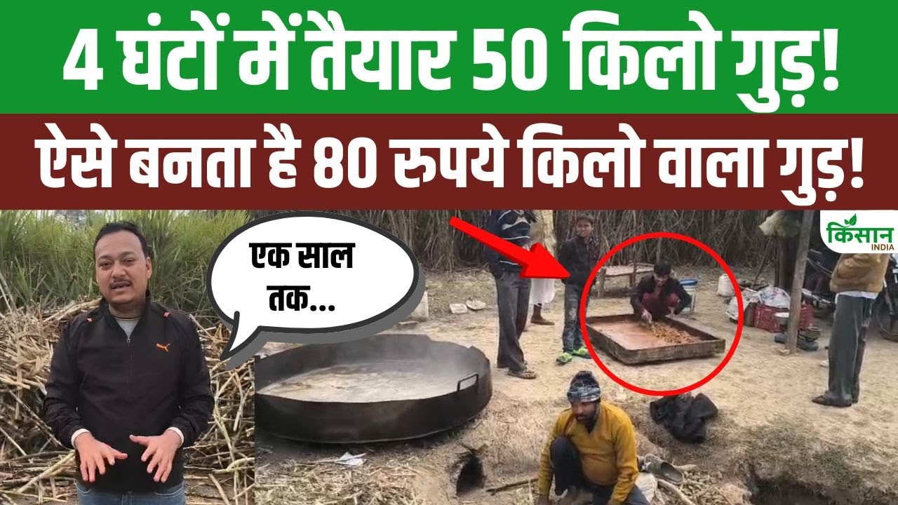 देसी गुड़ बनाने का पारंपरिक तरीका बना किसानों की कमाई का जरिया, बाजार में बढ़ी जबरदस्त डिमांड