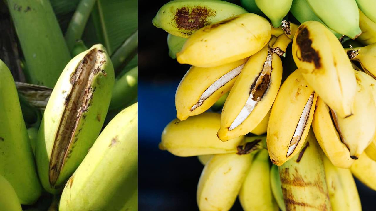 पकने से पहले क्यों फट जाते हैं केले? समझें वजह और बचाव के आसान उपाय
