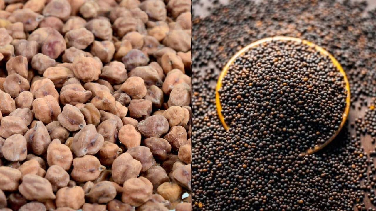 गुजरात में आज से शुरू हुआ MSP रजिस्ट्रेशन, सरसों और चना खरीदेगी सरकार… ऐसे करें ऑनलाइन आवेदन