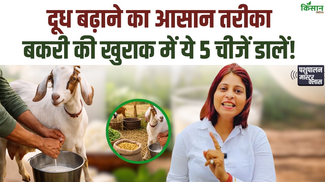 दुधारू बकरी की खुराक में ये पांच चीजें जोड़ें, दूध तेजी से बढ़ेगा और बकरी रहेगी पूरी तरह स्वस्थ