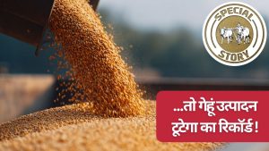 गेहूं उत्पादन में नया रिकॉर्ड बनेगा, अनुकूल मौसम के चलते उपज 1200 लाख मीट्रिक टन के पार जाएगी! गेहूं उत्पादन में नया रिकॉर्ड बनेगा, अनुकूल मौसम के चलते उपज 1200 लाख मीट्रिक टन के पार जाएगी!