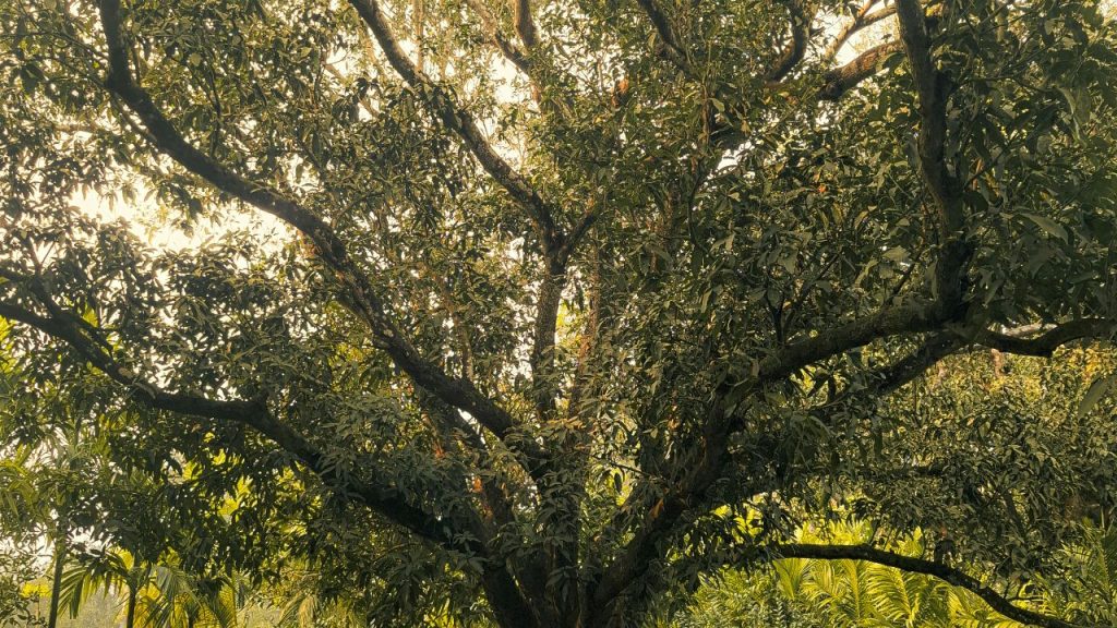 फरवरी में जब पेड़ों पर मंजर आते हैं, तब हल्की और नियंत्रित सिंचाई करनी चाहिए. इस समय सही खाद प्रबंधन से मंजर मजबूत बनते हैं और फल बनने की प्रक्रिया अच्छी तरह शुरू होती है. फरवरी में जब पेड़ों पर मंजर आते हैं, तब हल्की और नियंत्रित सिंचाई करनी चाहिए. इस समय सही खाद प्रबंधन से मंजर मजबूत बनते हैं और फल बनने की प्रक्रिया अच्छी तरह शुरू होती है.