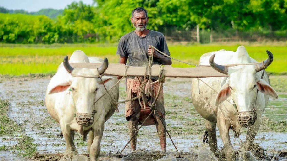 जायद सीजन बुआई में हल्की बढ़त: धान घटा, दलहन और मोटे अनाज ने संभाली खेती की रफ्तार