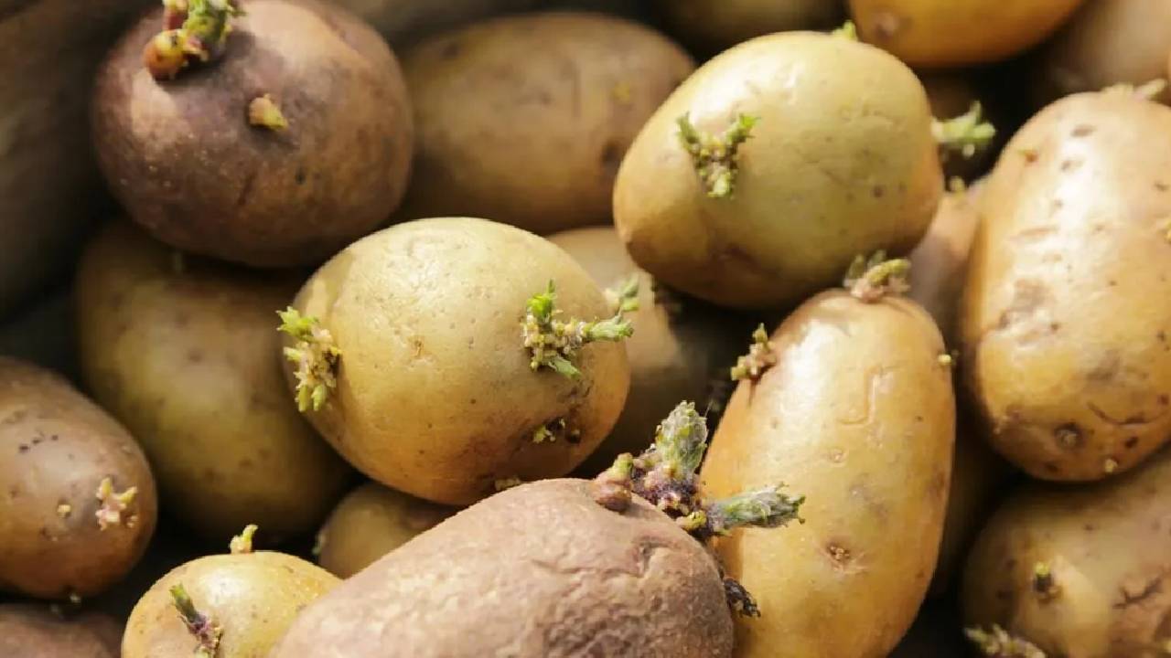 सावधान! इस तरह का आलू बना सकता है बीमार, खाने से पहले जान लें ये जरूरी बातें