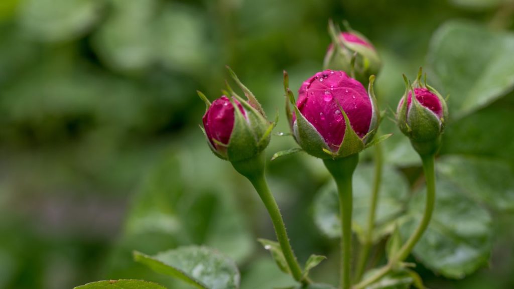 जैसे-जैसे गर्मी बढ़ती है, गुलाब पर एफिड्स और काले धब्बों का खतरा भी बढ़ जाता है. हर 15 दिन में नीम तेल का स्प्रे करना बहुत फायदेमंद होता है. 1 लीटर पानी में 5 ml नीम तेल और थोड़ा लिक्विड सोप मिलाकर छिड़काव करने से पौधा सुरक्षित रहता है और फूलों का आकार भी अच्छा होता है. जैसे-जैसे गर्मी बढ़ती है, गुलाब पर एफिड्स और काले धब्बों का खतरा भी बढ़ जाता है. हर 15 दिन में नीम तेल का स्प्रे करना बहुत फायदेमंद होता है. 1 लीटर पानी में 5 ml नीम तेल और थोड़ा लिक्विड सोप मिलाकर छिड़काव करने से पौधा सुरक्षित रहता है और फूलों का आकार भी अच्छा होता है.