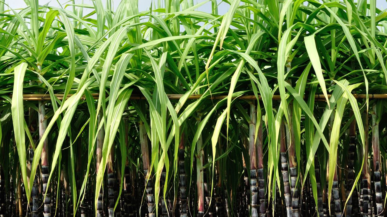Sugarcane Farming: गन्ने के राजा CO 0238 में रेड रॉट को कहें बाय-बाय, बस अपनाएं ये तकनीक