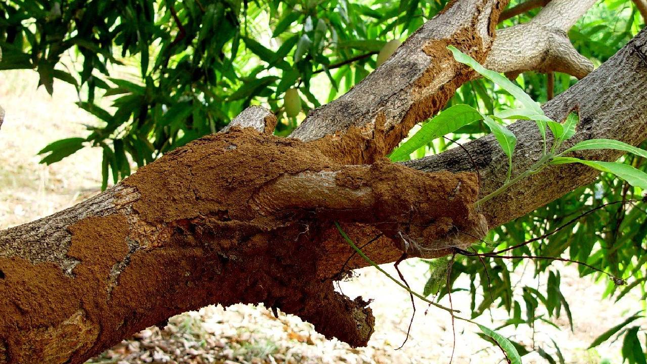 आम की खेती पर मंडरा रहा दीमक का खतरा, समय रहते नहीं किया बचाव तो पूरी बगिया हो सकती है बर्बाद