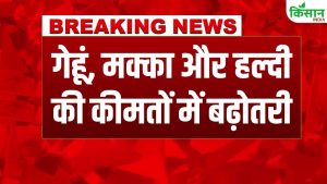 Himachal Budget 2026 में किसानों के लिए खुशखबरी, गेहूं, मक्का और हल्दी के दाम बढ़ाने का ऐलान Himachal Budget 2026 में किसानों के लिए खुशखबरी, गेहूं, मक्का और हल्दी के दाम बढ़ाने का ऐलान