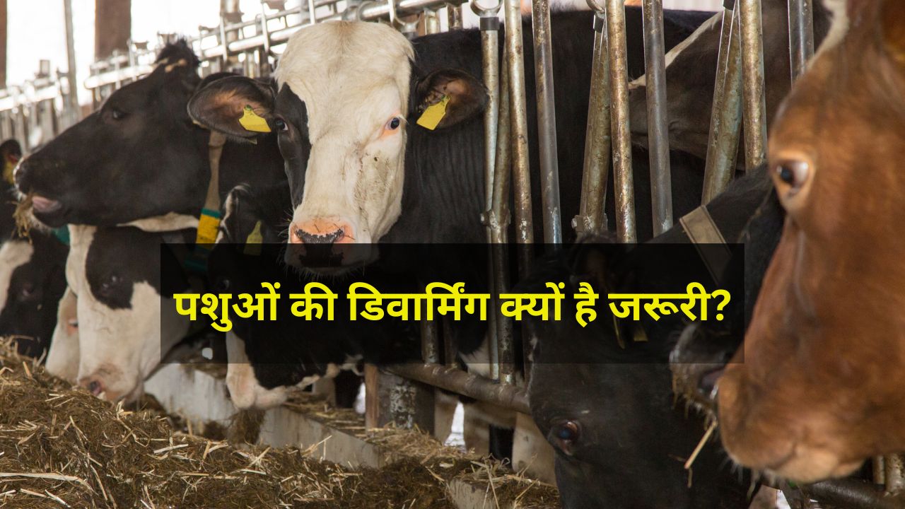 Animal Husbandry: गाय-भैंस की Deworming नहीं करवाई, तो हर महीने दूध और पैसा दोनों में होगा नुकसान! जानें