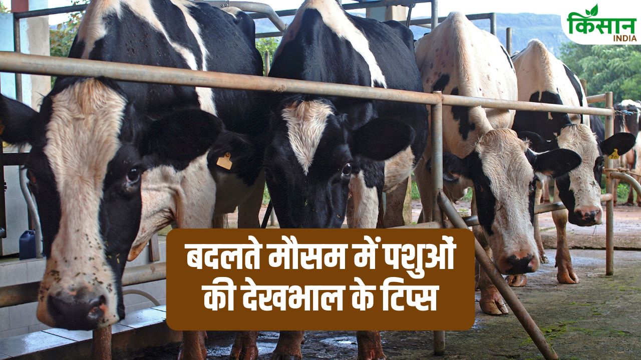 बदलते मौसम का खतरनाक असर! आपके पशु हो सकते हैं गंभीर बीमारियों का शिकार, एक्सपर्ट से जानें बचाव के उपाय