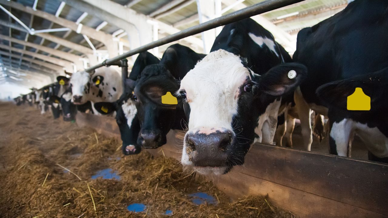 Dairy Farming: गर्मियों में क्यों कम हो जाता है पशुओं का दूध? अपनाएं ये आसान उपाय, बढ़ सकता है उत्पादन
