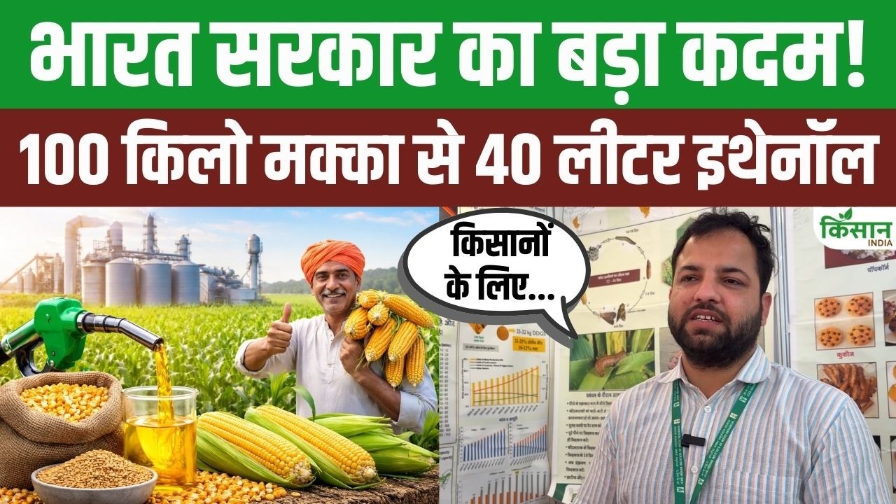 मक्का से बढ़ेगी किसानों की कमाई, 100 किलो मक्का से बनता है 40 लीटर इथेनॉल, वैज्ञानिकों ने बताया पूरा गणित