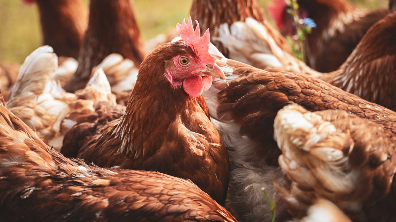 Bird Flu Alert: बिहार सरकार की मुर्गीपालकों को सख्त सलाह, छोटी लापरवाही से हो सकता बड़ा नुकसान