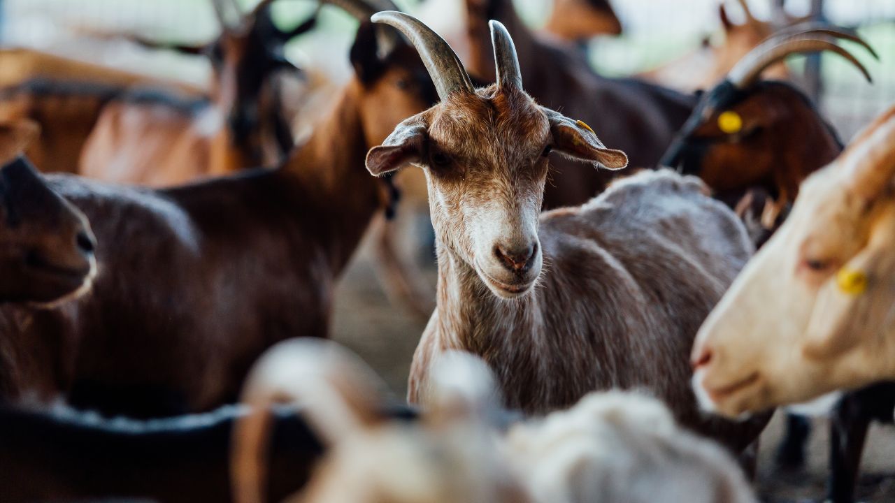 Goat Farming: किसानों के लिए गेमचेंजर तकनीक! बिना बकरे के भी होगा गर्भाधान, एक्सपर्ट से जानें कैसे बढ़ेगा मुनाफा