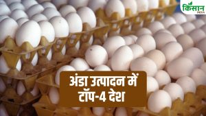 Egg Production: भारत बना दुनिया में दूसरा सबसे बड़ा अंडा उत्पादक देश, जानिए पहले-तीसरे स्थान पर कौन सा देश Egg Production: भारत बना दुनिया में दूसरा सबसे बड़ा अंडा उत्पादक देश, जानिए पहले-तीसरे स्थान पर कौन सा देश
