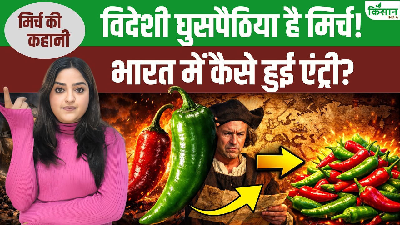 Mirch ka Itihaas: जज की जीभ जली, मिर्च के लिए कोर्ट केस, भारत कैसे पहुंची मिर्च?