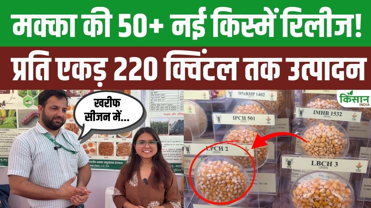 ICAR-IIMR के वैज्ञानिक ने बताई मक्का की बेहतरीन किस्में, मिलेगा प्रति एकड़ 220 क्विंटल तक उत्पादन!
