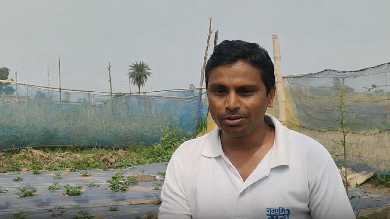 गेहूं-मक्का छोड़ स्ट्रॉबेरी उगाने वाले किसान को मिला प्रगतिशील सम्मान, बागवानी मिशन योजना से मिला रास्ता