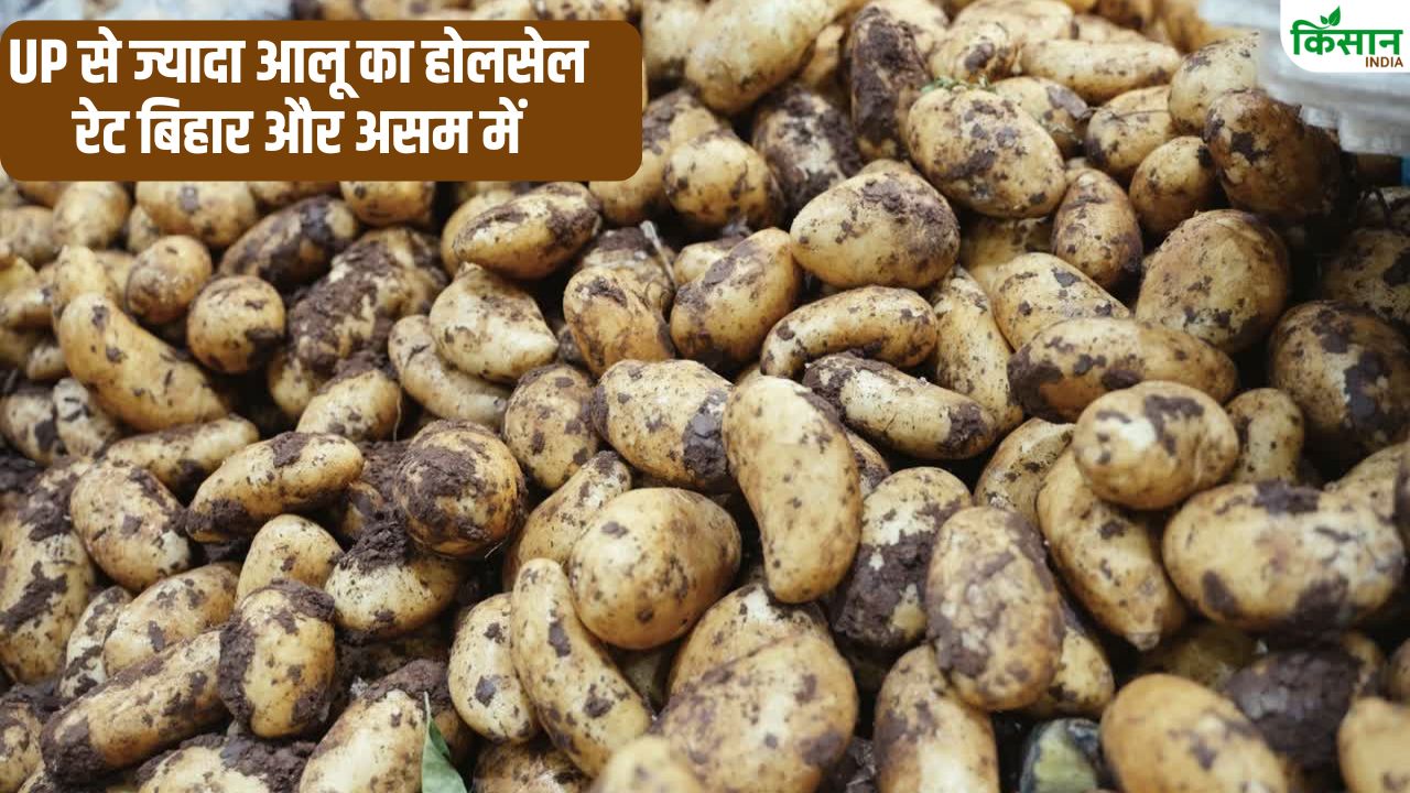 पंजाब से सस्ता आलू हरियाणा की मंडियों में, गिरकर 250 रुपये क्विंटल हुआ रेट.. जानें यूपी, बिहार का हाल