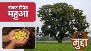 ..तो खत्म हो जाएंगे महुआ लाटा-लड्डू और सदियों पुरानी बुंदेलखंडी स्वाद परंपरा? विलुप्त हो रहे महुआ के पेड़ ..तो खत्म हो जाएंगे महुआ लाटा-लड्डू और सदियों पुरानी बुंदेलखंडी स्वाद परंपरा? विलुप्त हो रहे महुआ के पेड़