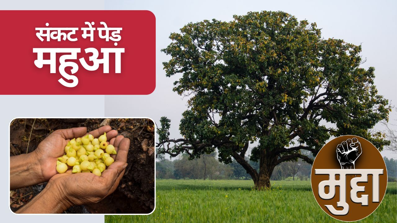 ..तो खत्म हो जाएंगे महुआ लाटा-लड्डू और सदियों पुरानी बुंदेलखंडी स्वाद परंपरा? विलुप्त हो रहे महुआ के पेड़