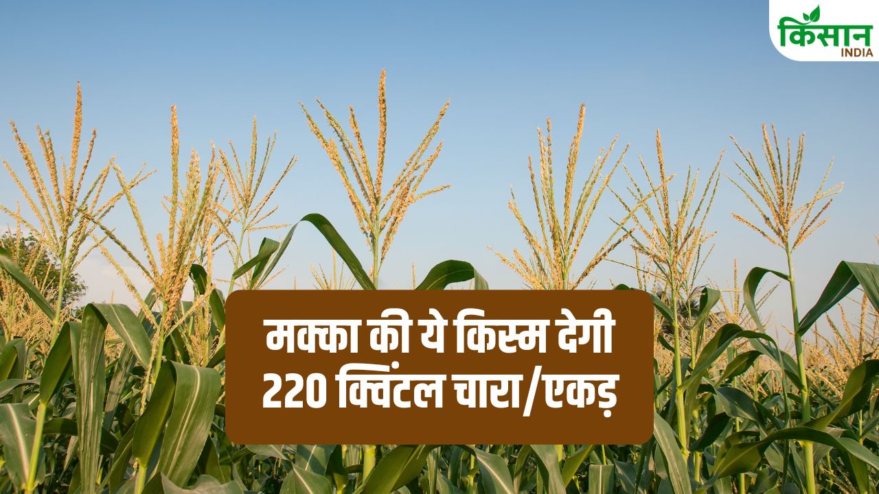 मक्का की इस किस्म से डेयरी किसानों की होगी बल्ले-बल्ले! प्रति एकड़ मिलेगा 220-222 क्विंटल चारा