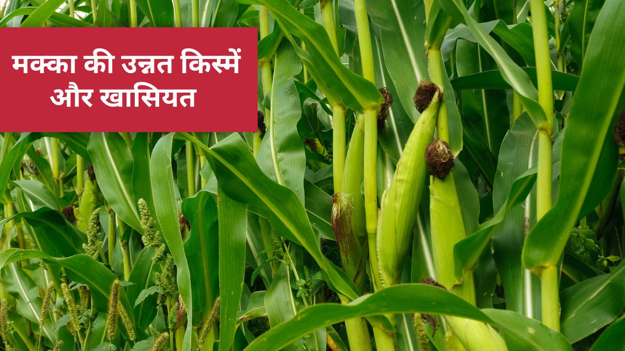 मक्का संस्थान के वैज्ञानिक ने बताईं मक्का की उन्नत किस्में, प्रति एकड़ 220 क्विंटल तक मिलेगा उत्पादन