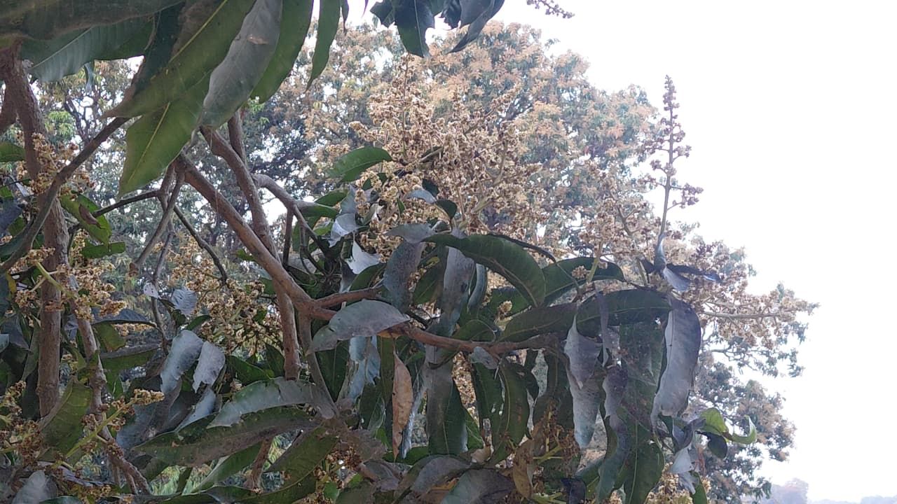 Mango Farming: पेड़ पर लगे 100 में से 95 आम गिर रहे हैं? एक्सपर्ट से जानें वजह और बचाव का मास्टर प्लान