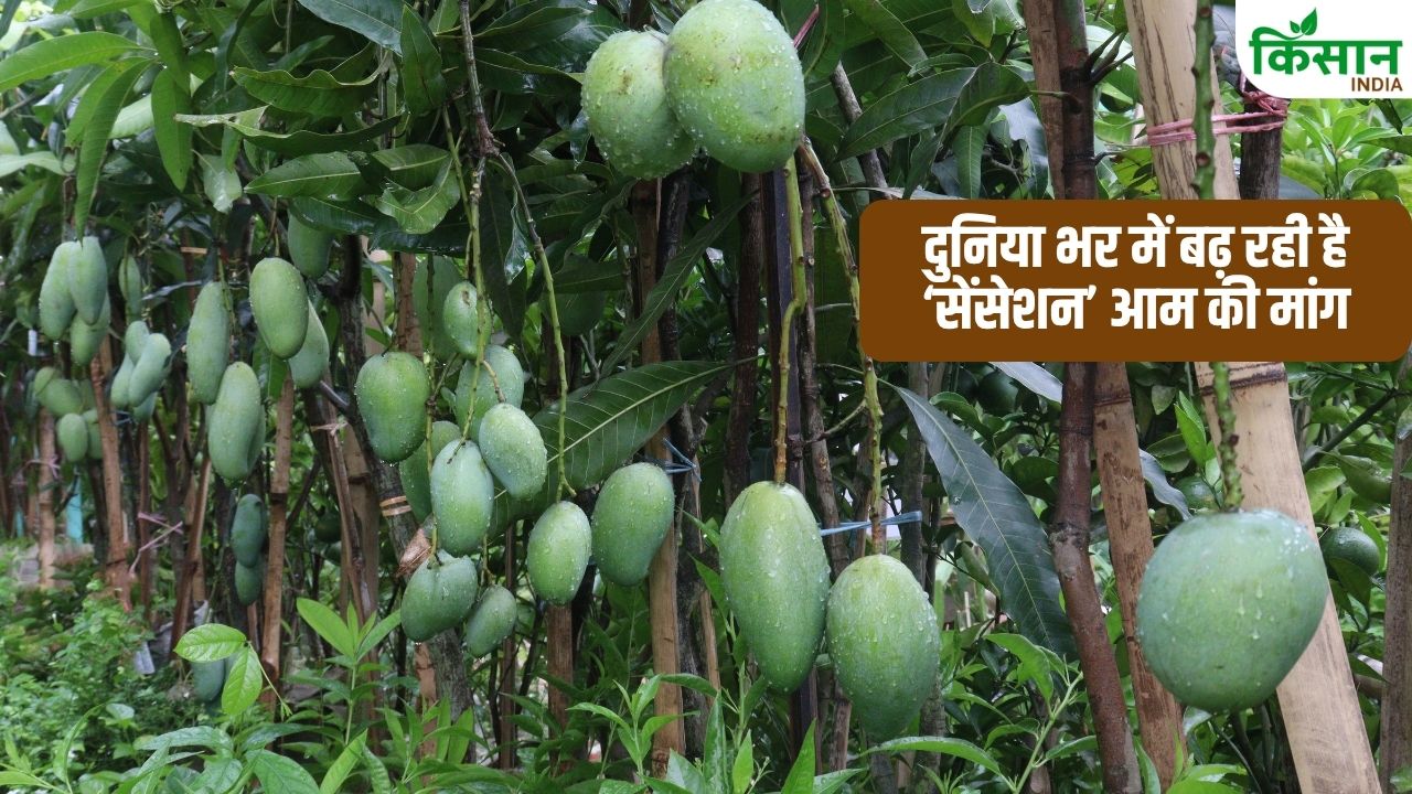 यूपी में होगी फ्लोरिडा के ‘सेंसेशन’ आम की खेती, 1.5 गुना ज्यादा पैदावार..12 दिनों की है शेल्फ लाइफ