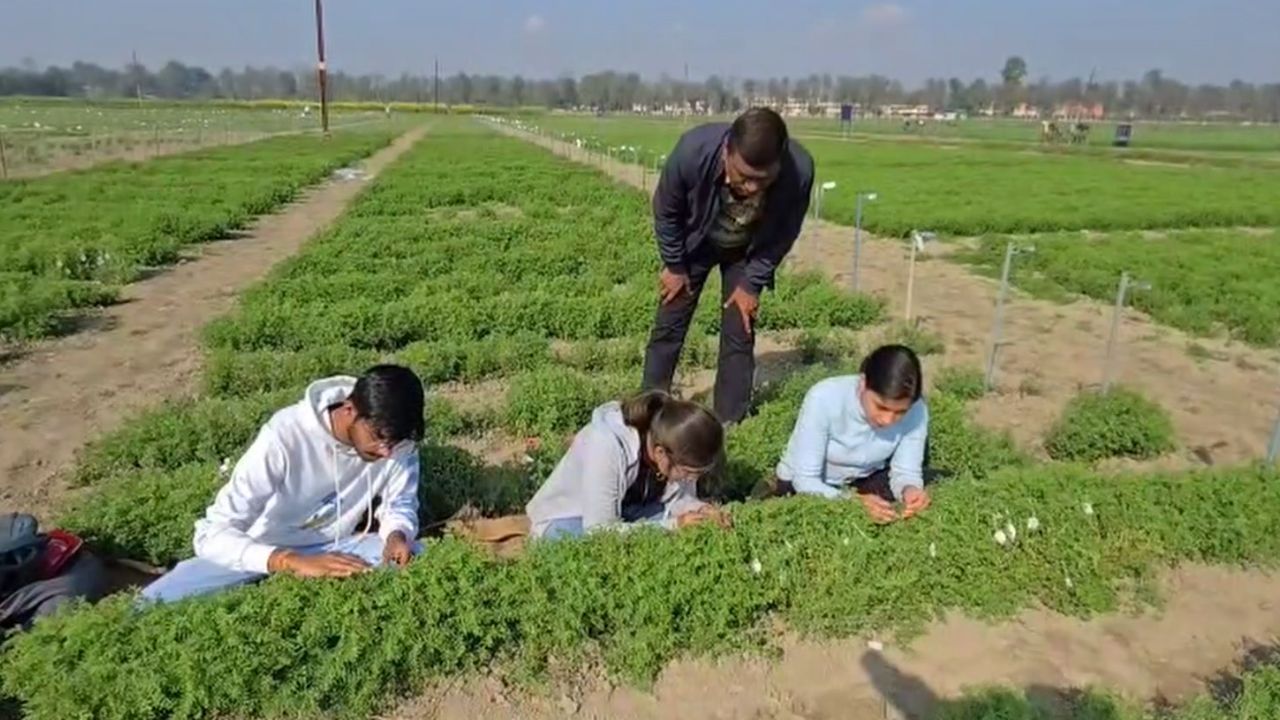 दलहन की उन्नत किस्मों को क्रॉस करके नई किस्में बना रहे वैज्ञानिक, मौसम और कीट-बीमारियों का नहीं होगा असर