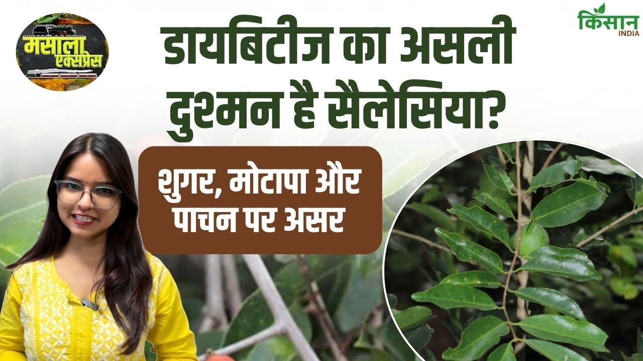 क्या सलासिया रेटिकुलेटा से ब्लड शुगर और मोटापा होगा कम? जानिए आयुर्वेदिक फायदे और सच!