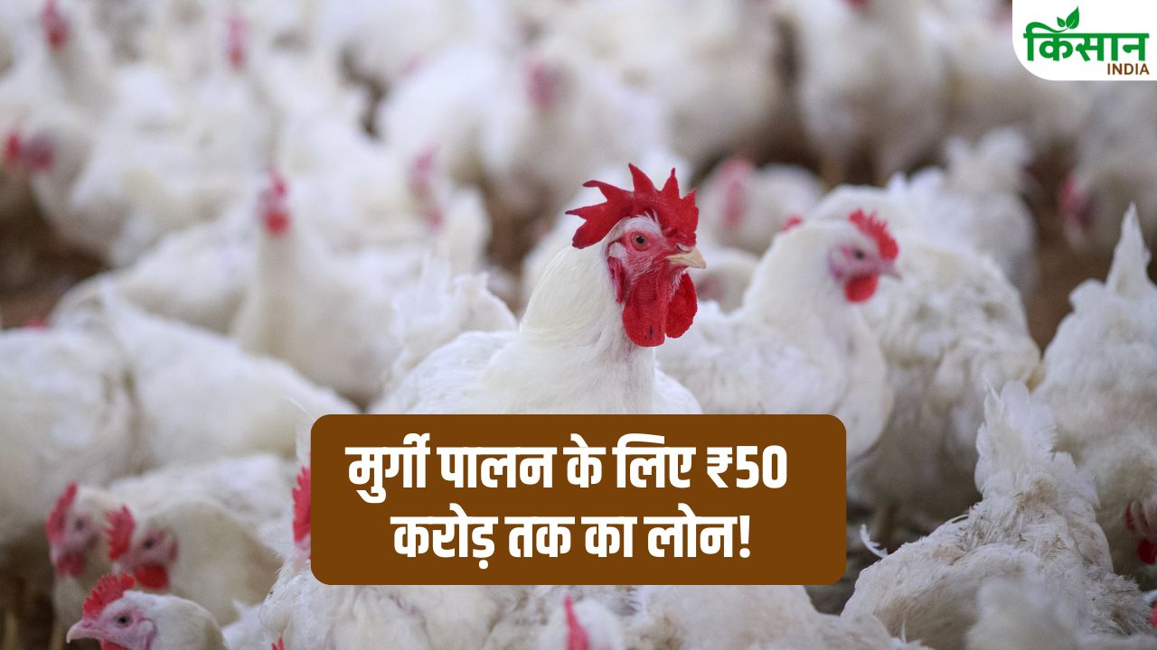 मुर्गी पालन शुरू करने का गोल्डन चांस! इस सरकारी बैंक से 8.30 प्रतिशत ब्याज पर मिलेगा ₹50 करोड़ तक लोन