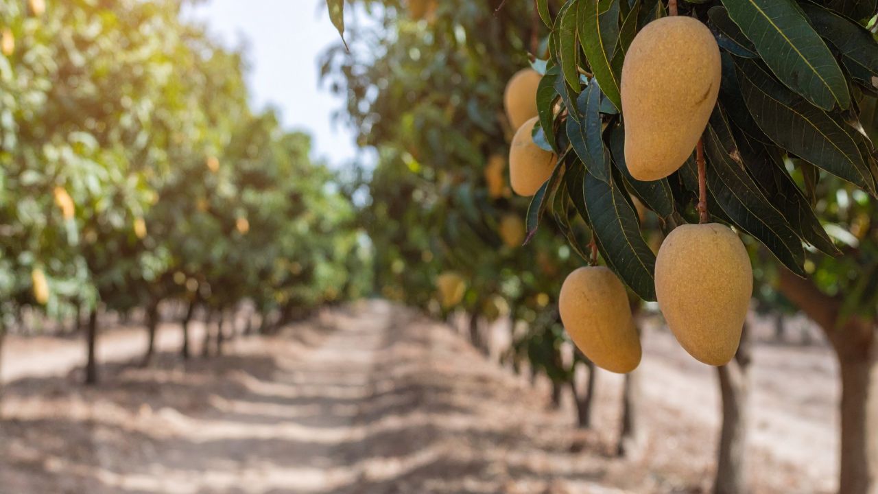 Mango Farming: आम के बौर से फल बनने तक अपनाएं ये आसान तरीके, मिठास और आकार दोनों होंगे जबरदस्त