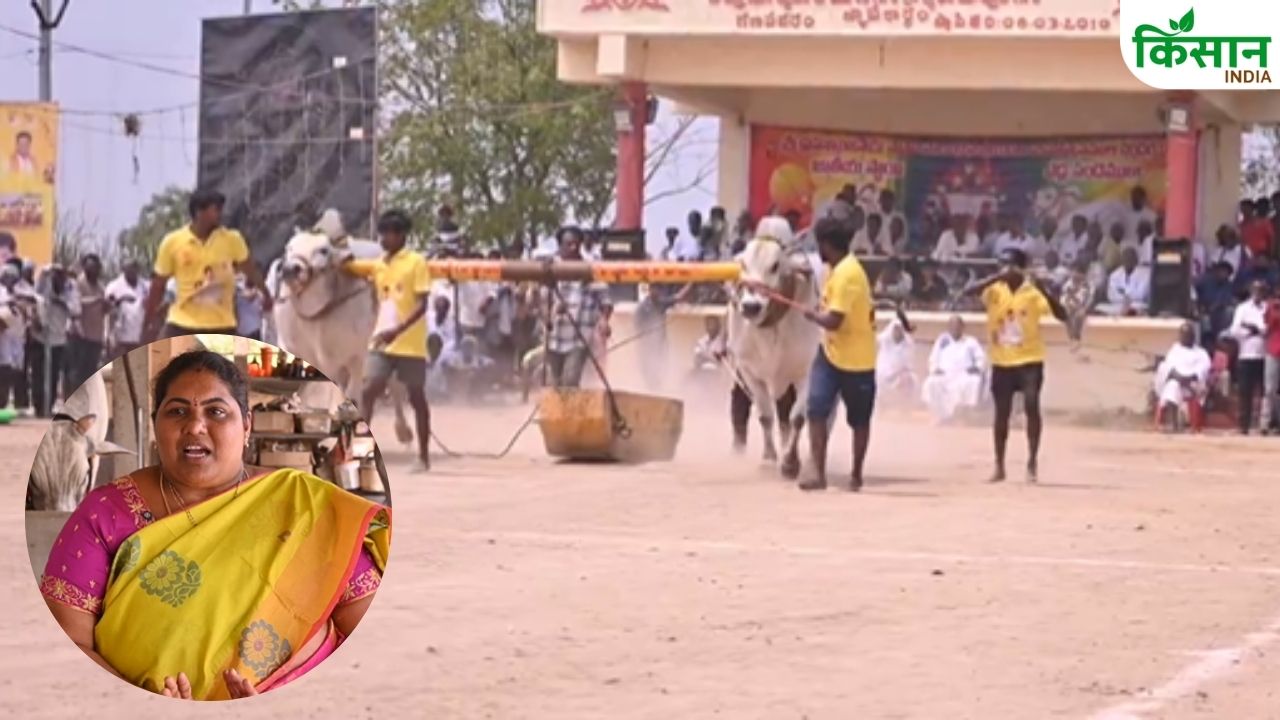 श्रीलक्ष्मी ने बैलों से बनाया अनोखा रिश्ता, प्यार और मेहनत से प्रतियोगिताओं में बनाई अलग पहचान