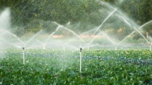 Irrigation Management: सही सिंचाई का फॉर्मूला अपनाएं, कम पानी में बढ़ेगी पैदावार और बचत भी होगी दोगुनी Irrigation Management: सही सिंचाई का फॉर्मूला अपनाएं, कम पानी में बढ़ेगी पैदावार और बचत भी होगी दोगुनी