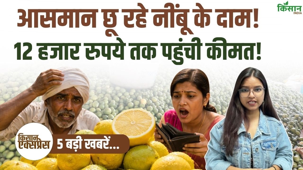 गर्मी शुरू होने से पहले ही नींबू के दाम आसमान पर, 12 हजार रुपये प्रति क्विंटल पहुंची कीमत से बढ़ी चिंता