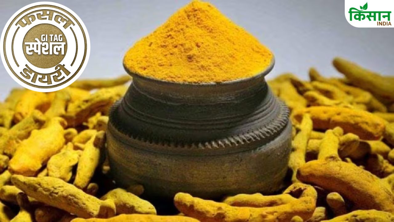 सांगली की हल्दी जो बढ़ाए हर खाने का स्वाद, मई में शुरू करें बुवाई.. जानें खेती का वैज्ञानिक तरीका
