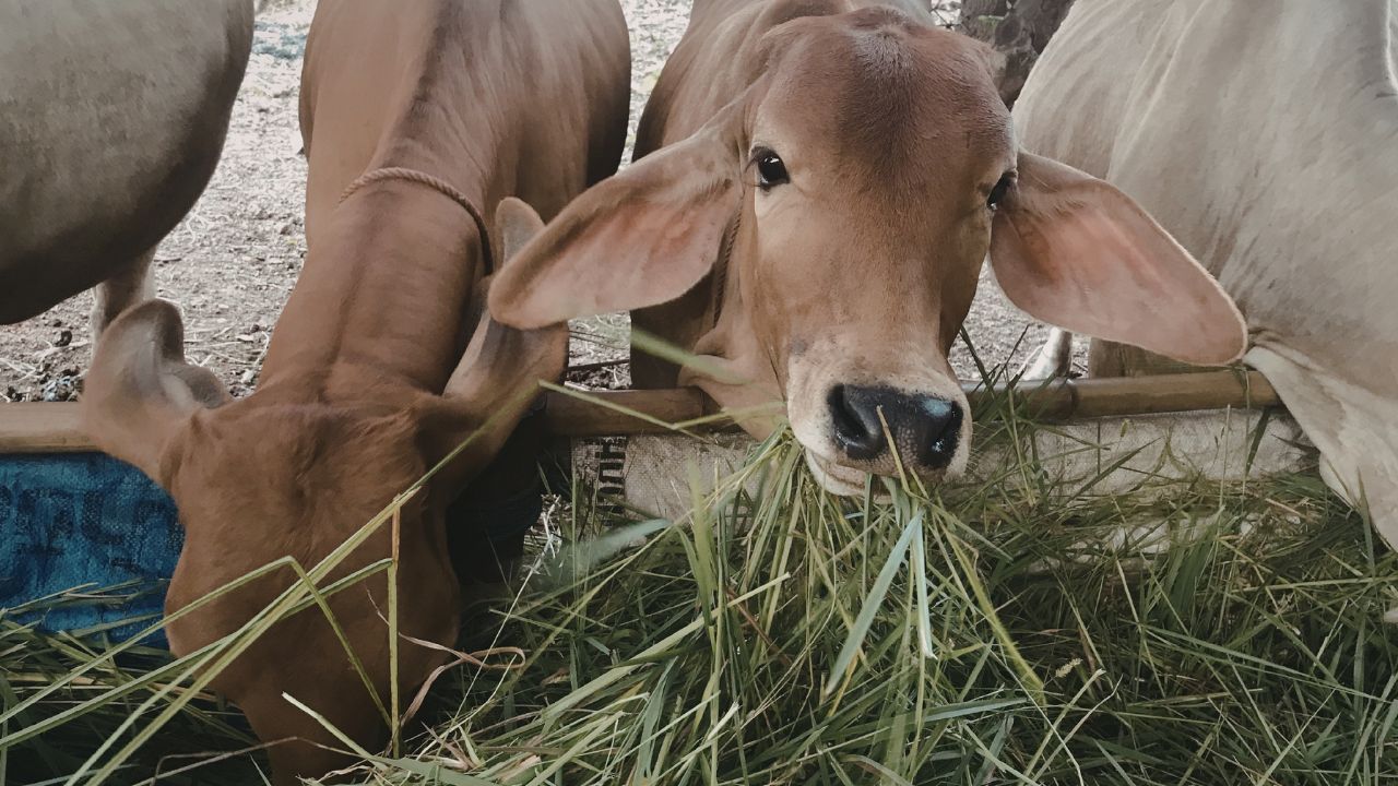 Dairy Farming: साफ और संतुलित चारा बनेगा सफलता की कुंजी, पशु बढ़ाएंगे किसान की कमाई