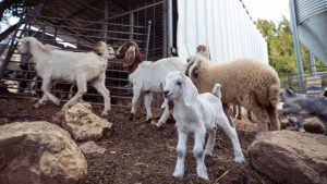 Animal Heat Stress: बढ़ते तापमान में बकरी-भेड़ की खास देखभाल करें, वरना घट सकता है दूध और वजन Animal Heat Stress: बढ़ते तापमान में बकरी-भेड़ की खास देखभाल करें, वरना घट सकता है दूध और वजन