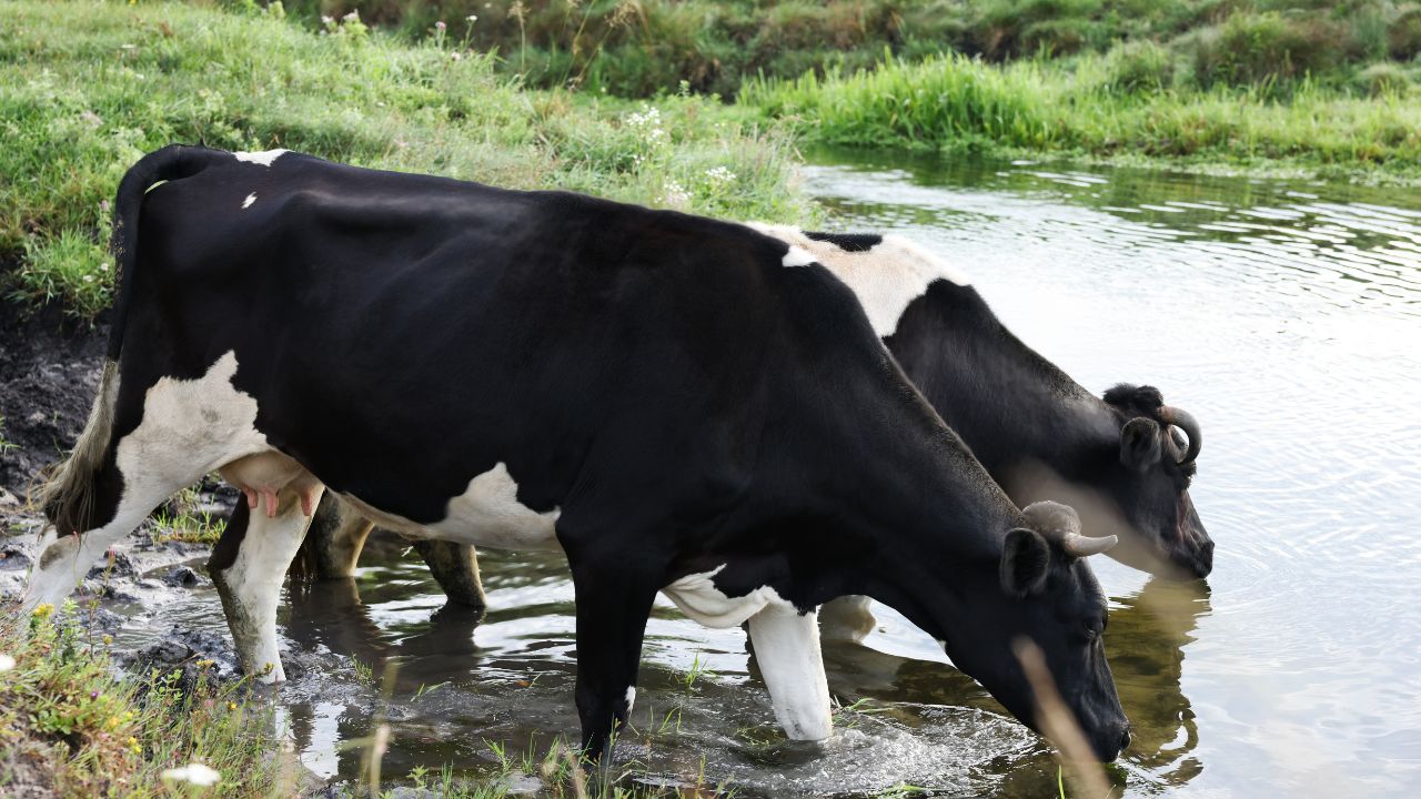 Animal Summer Care: तेज धूप से दुधारू गायों को बचाना जरूरी, जानिए बदलते मौसम में कैसे बढ़ेगा दूध
