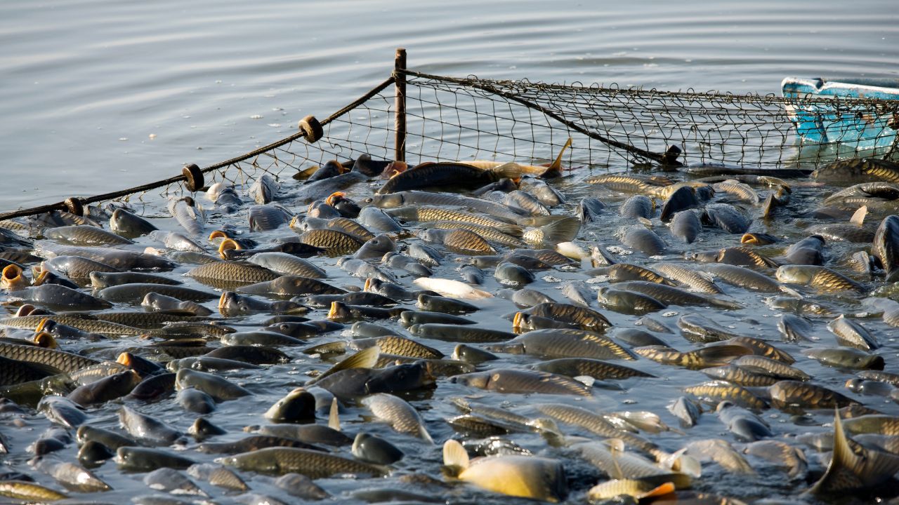 Fish Production: 95 लाख टन से 197 लाख टन तक पहुंचा उत्पादन, मछुआरों की बदली किस्मत