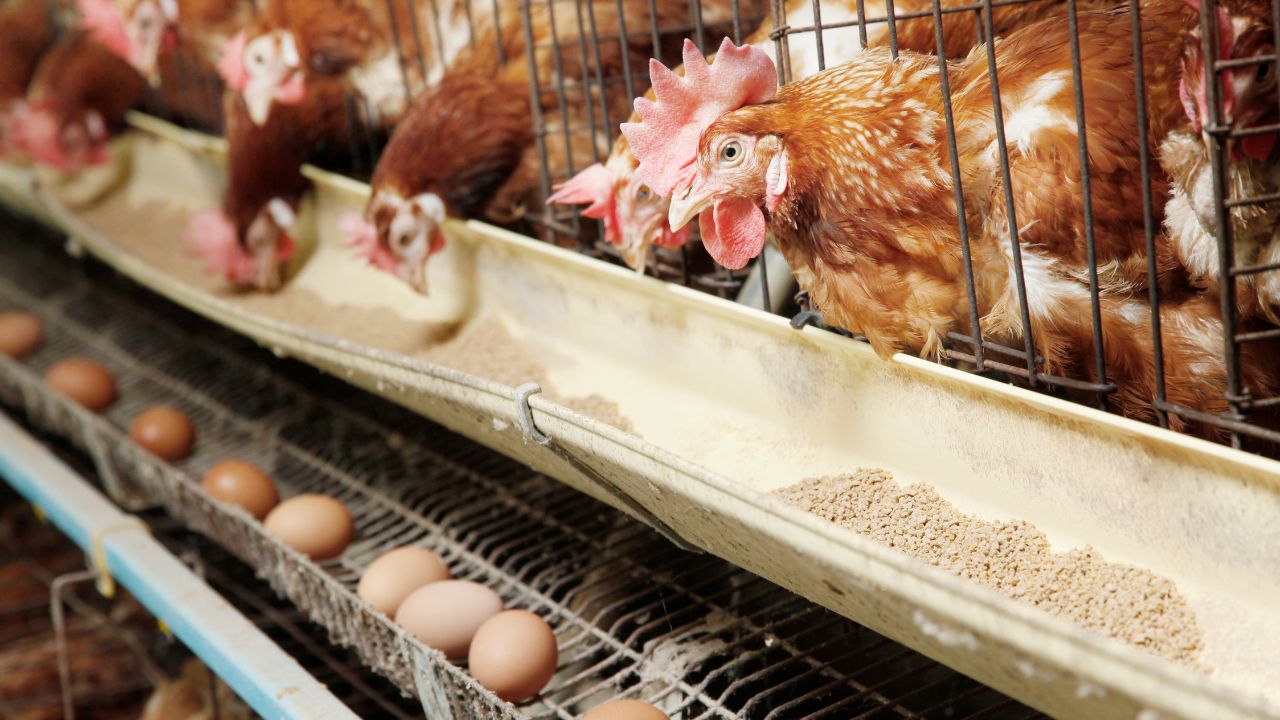 Egg Production: मुर्गियां दे रही हैं कम अंडे? इन आसान तरीकों से बढ़ाएं उत्पादन और मुनाफा